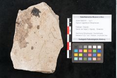 Foto (Objekt + Etikett) von Hypnum sagorianum Ettingshausen (NHMW-GEO-2024-0188-6741)